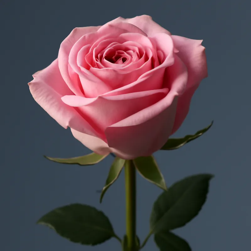 Rosas