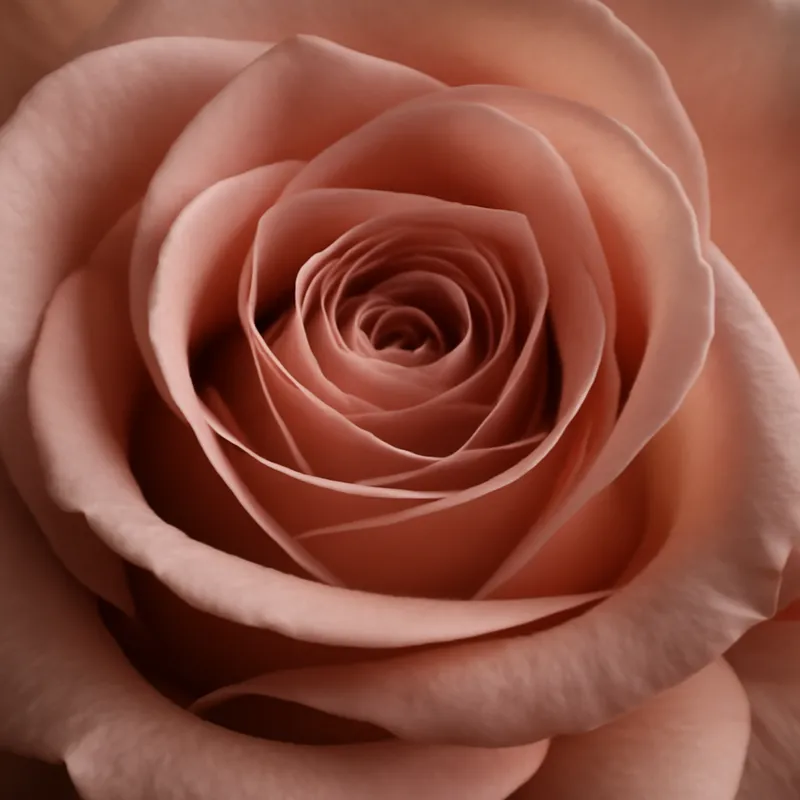 Rosa Clássica - imagem 2