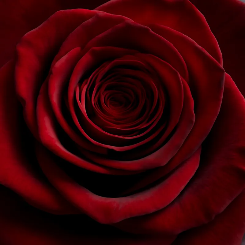 Rosas vermelhas dispostas num ambiente doméstico