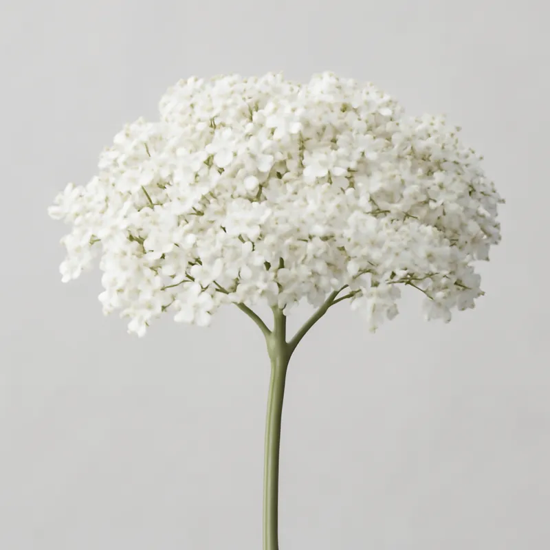 Sabugueiro branco