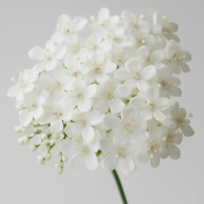 Sabugueiro branco - imagem 2