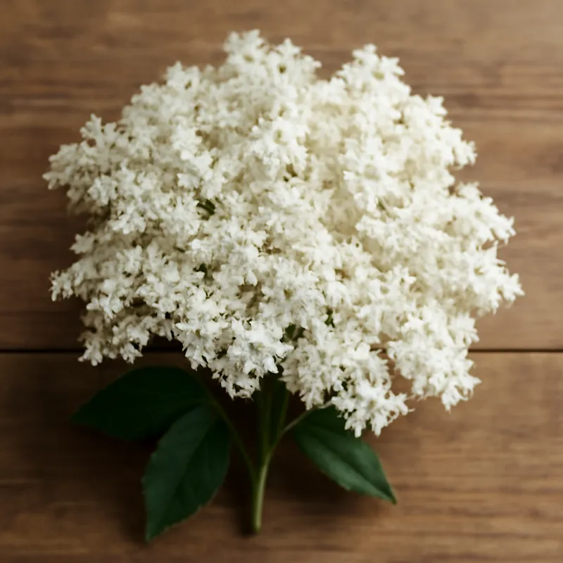 Sabugueiro branco - imagem 3