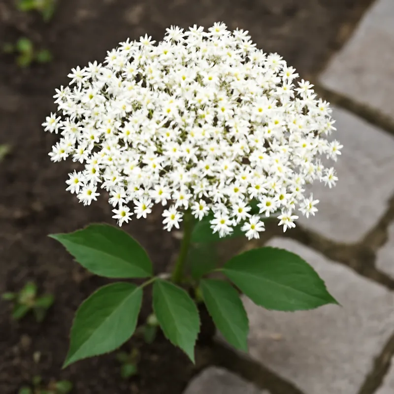 Sabugueiro branco - imagem 4