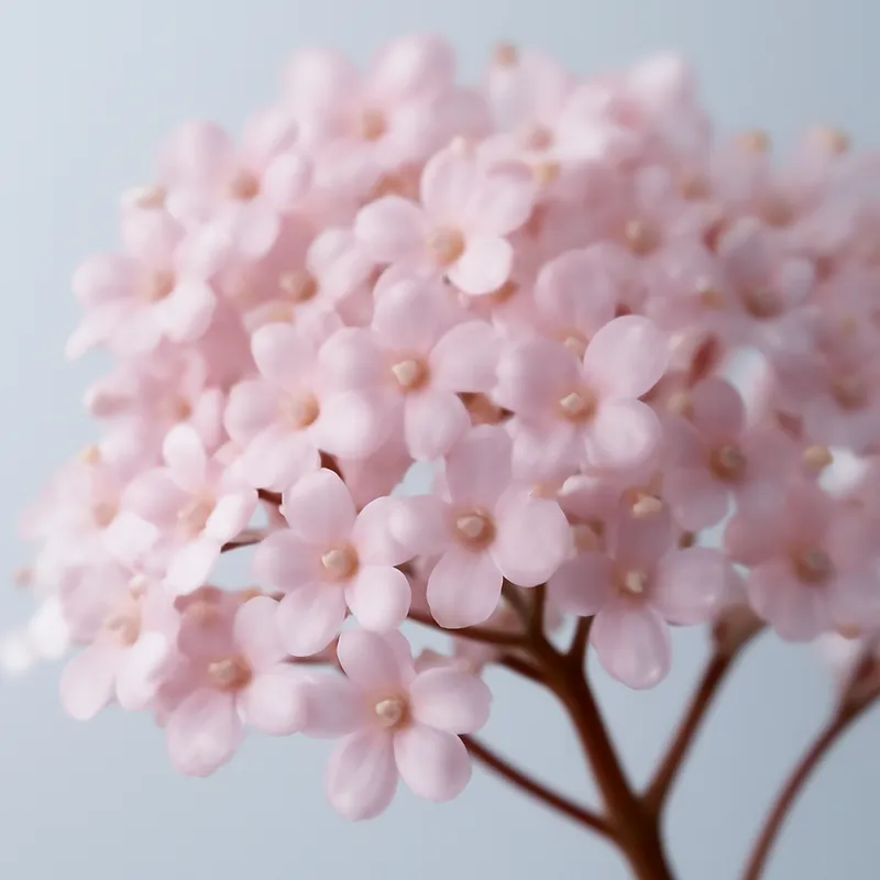Sabugueiro - rosa - imagem 2