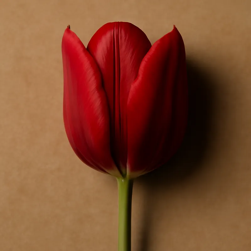 Tulipa vermelha