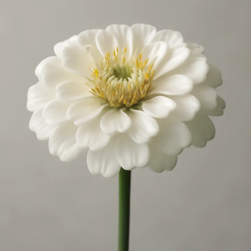 Zinnia branca